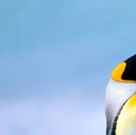 Depoimento - Gerdane