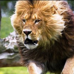 Depoimento - Antonio